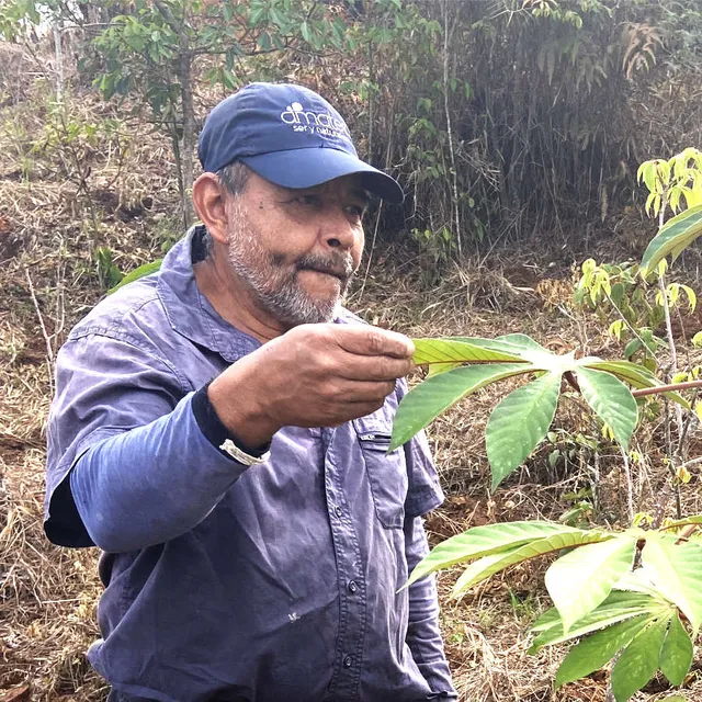 Orlando Zuluaga · Siembra y Mantenimiento